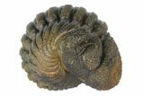 Wide, Bumpy Enrolled Morocops Trilobite #125151-1